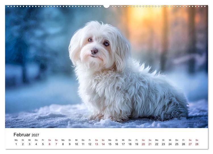 Produktbild: Kleine wei&szlig;e Wunder - ein Jahr mit Maltesern (hochwertiger Premium Wandkalender 2027 DIN A2 quer), Kunstdruck in Hochglanz