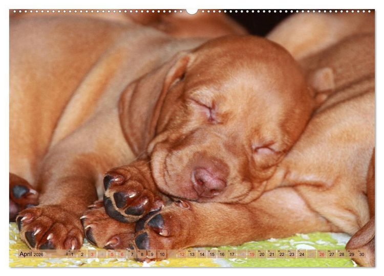 Produktbild: Magyar Vizsla - Vielseitiger Jagdhund mit Familienanschluss (hochwertiger Premium Wandkalender 2026 DIN A2 quer), Kunstdruck in Hochglanz