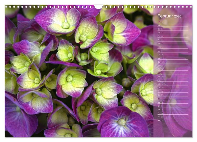 Produktbild: Hortensien / Geburtstagskalender (Wandkalender 2026 DIN A3 quer), CALVENDO Monatskalender