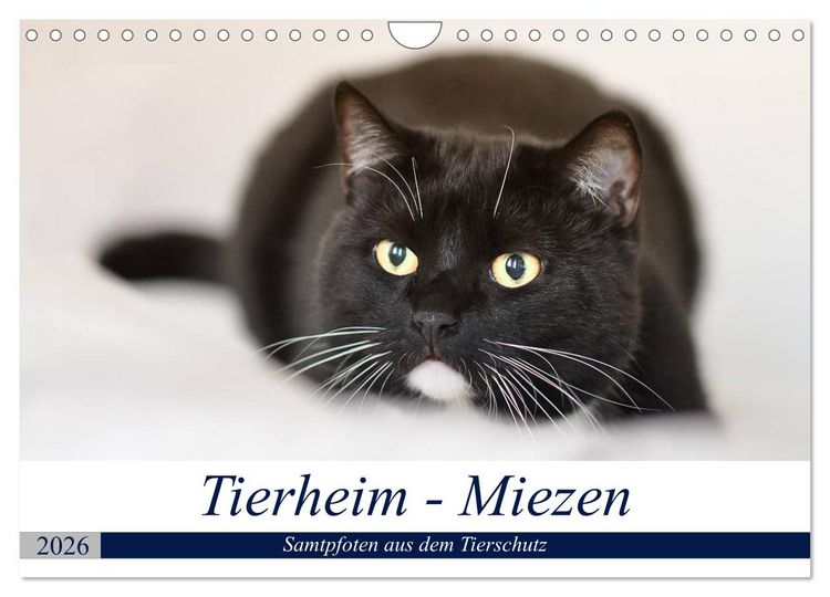 Produktbild: Tierheim - Miezen (Wandkalender 2026 DIN A4 quer), CALVENDO Monatskalender