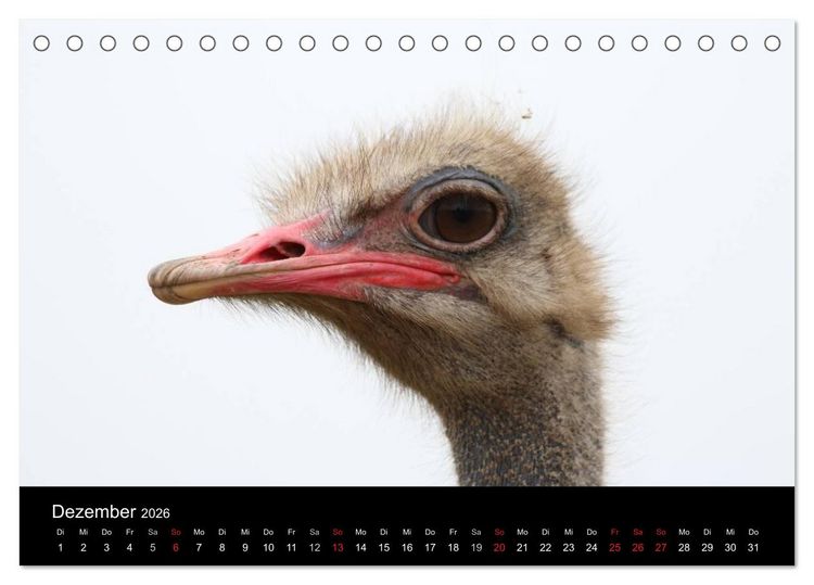 Produktbild: Strau&szlig;en-Kalender 2026 (Tischkalender 2026 DIN A5 quer), CALVENDO Monatskalender