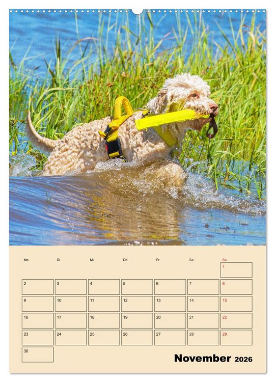Produktbild: Jahresplaner Lagotto Romagnolo (Wandkalender 2026 DIN A2 hoch), CALVENDO Monatskalender