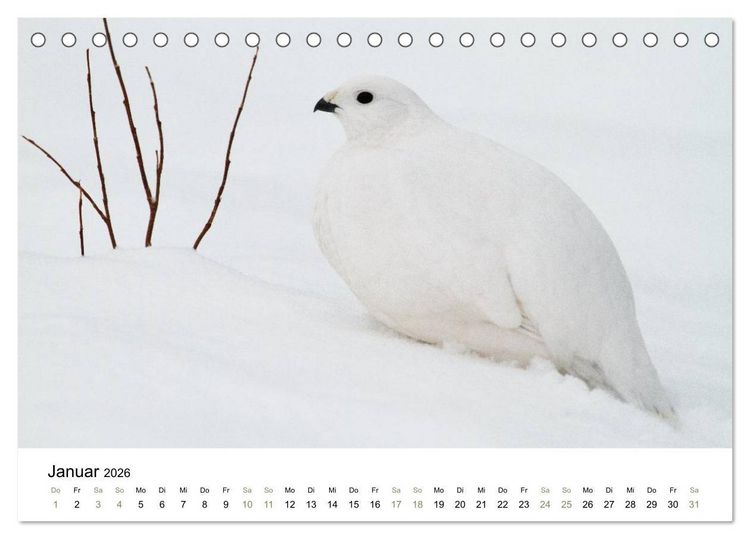 Produktbild: Einblick-Natur: Finnland nat&uuml;rlich (Tischkalender 2026 DIN A5 quer), CALVENDO Monatskalender