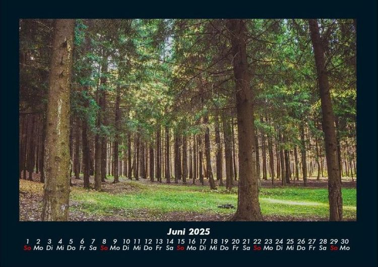 Produktbild: Waldzauber 2025 Fotokalender DIN A4