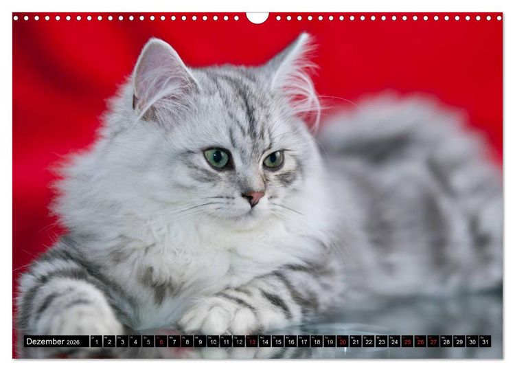 Produktbild: Rassekatzen (Wandkalender 2026 DIN A3 quer), CALVENDO Monatskalender