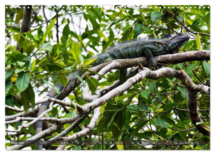 Produktbild: Amazing Costa Rica (Wall Calendar 2026 DIN A3 landscape), CALVENDO 12 Month Wall Calendar
