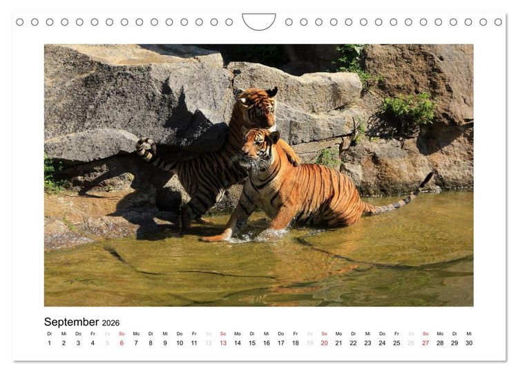 Produktbild: Tiger 2026 (Wandkalender 2026 DIN A4 quer), CALVENDO Monatskalender