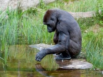 Produktbild: CALVENDO Puzzle Gorilla | 1000 Teile Lege-Gr&ouml;&szlig;e 64x48cm Foto-Puzzle f&uuml;r gl&uuml;ckliche Stunden