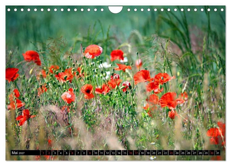 Produktbild: Mohnblumen (Wandkalender 2027 DIN A4 quer), CALVENDO Monatskalender