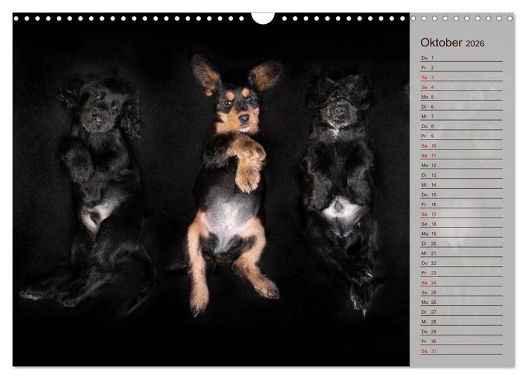 Produktbild: Englische Cocker Spaniel Welpen (Wandkalender 2026 DIN A3 quer), CALVENDO Monatskalender