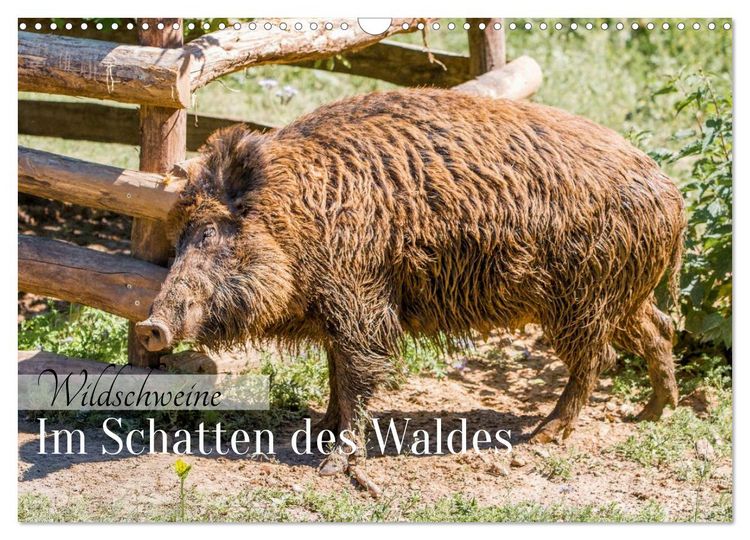 Produktbild: Wildschweine - Im Schatten des Waldes (Wandkalender 2026 DIN A3 quer), CALVENDO Monatskalender