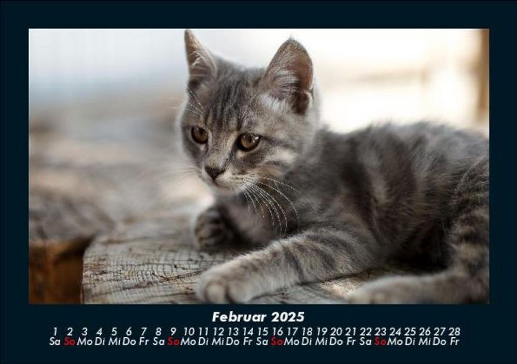 Produktbild: Tierkalender 2025 Fotokalender DIN A5