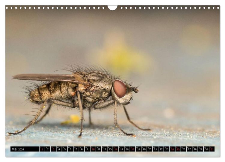 Produktbild: Kleine Wesen &ndash; Makroaufnahmen von einheimischen Insekten (Wandkalender 2026 DIN A3 quer), CALVENDO Monatskalender