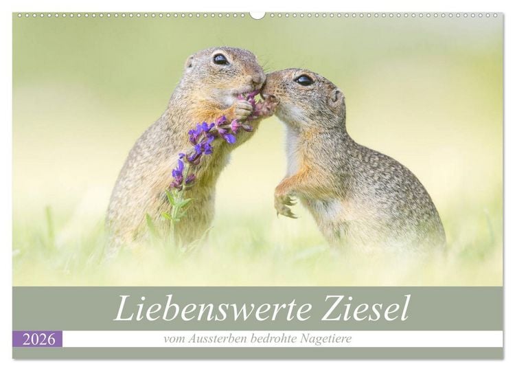 Produktbild: Liebenswerte Ziesel - vom Aussterben bedrohte Nagetiere (Wandkalender 2026 DIN A2 quer), CALVENDO Monatskalender