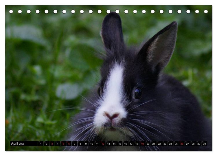 Produktbild: Liebenswerte Zwergkaninchen (Tischkalender 2026 DIN A5 quer), CALVENDO Monatskalender