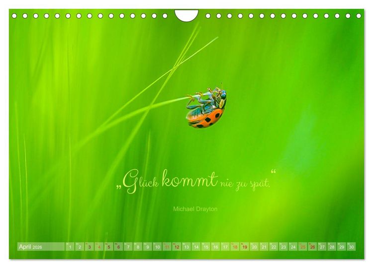 Produktbild: Marienk&auml;fer & Zitate - Sieben Punkte zum Gl&uuml;ck (Wandkalender 2026 DIN A4 quer), CALVENDO Monatskalender