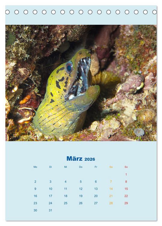 Produktbild: Portraitaufnahmen - Fische (Tischkalender 2026 DIN A5 hoch), CALVENDO Monatskalender