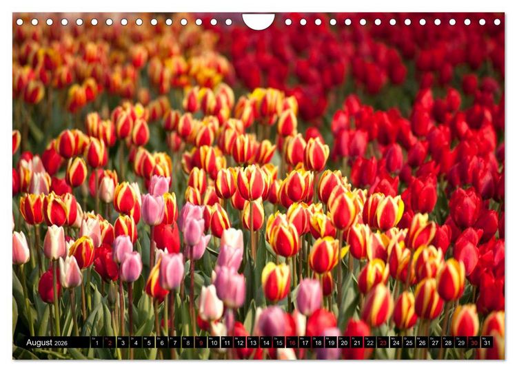 Produktbild: Tulpen (Wandkalender 2026 DIN A4 quer), CALVENDO Monatskalender