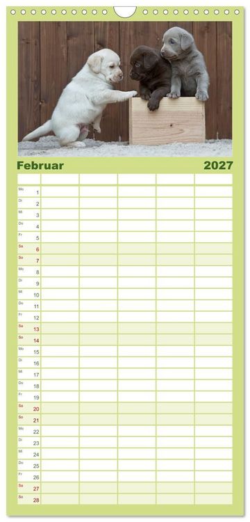 Produktbild: Familienplaner 2027 - Labrador Welpen mit 5 Spalten (Wandkalender, 21 x 45 cm) CALVENDO