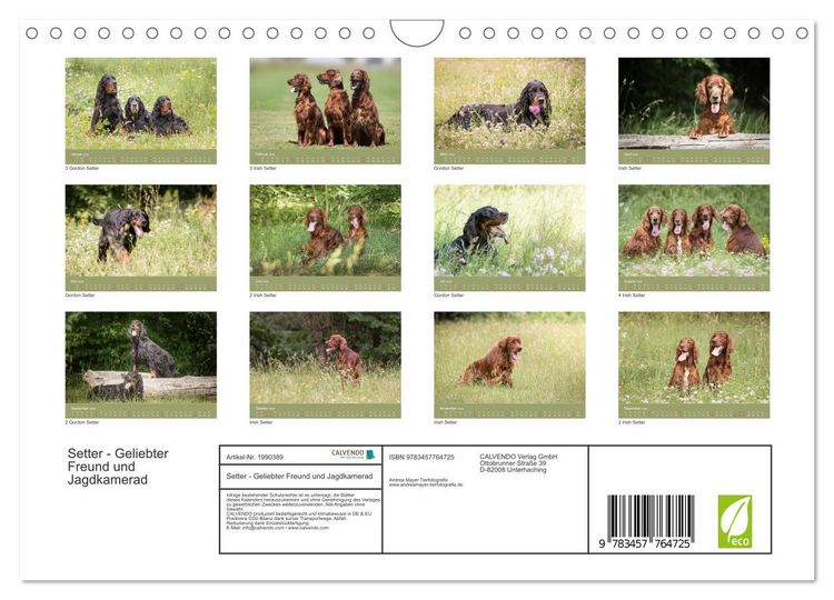 Produktbild: Setter - Geliebter Freund und Jagdkamerad (Wandkalender 2026 DIN A4 quer), CALVENDO Monatskalender