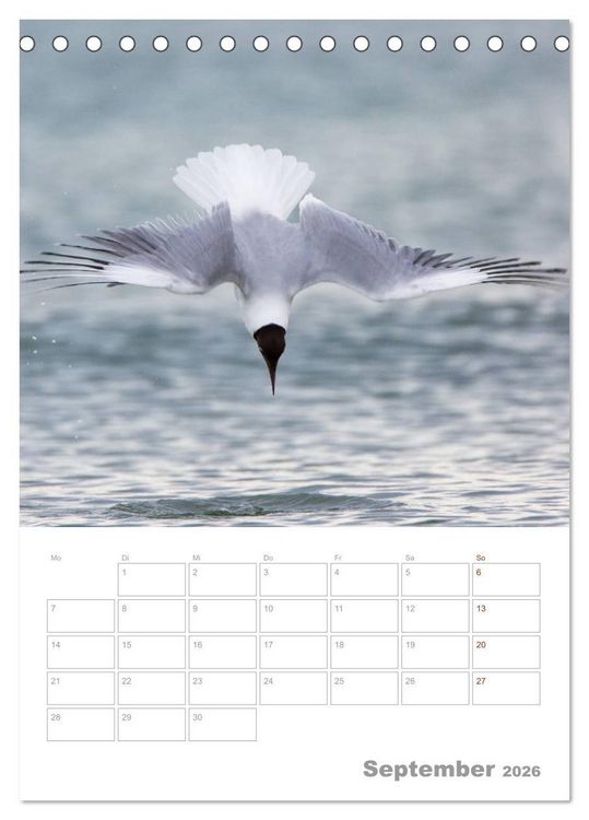 Produktbild: M&ouml;wen - die V&ouml;gel der K&uuml;ste (Tischkalender 2026 DIN A5 hoch), CALVENDO Monatskalender