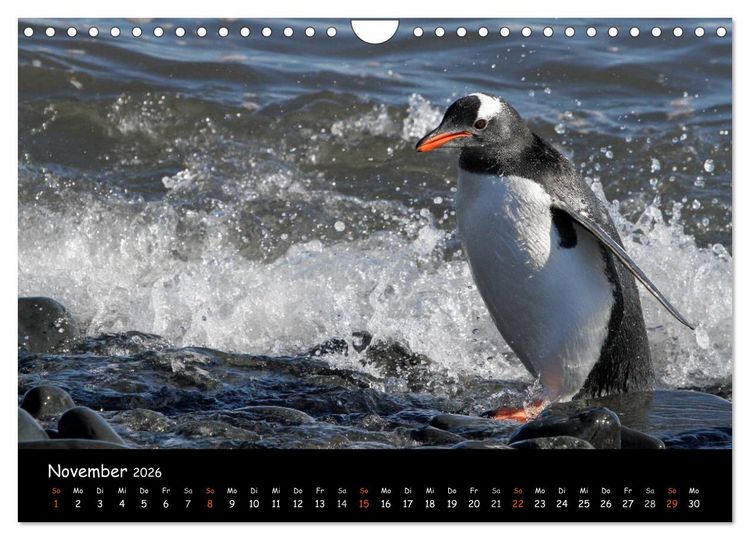 Produktbild: Pinguine aus aller Welt (Wandkalender 2026 DIN A4 quer), CALVENDO Monatskalender