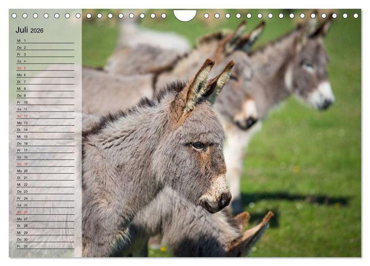 Produktbild: Esel. H&uuml;bsch, klug und flei&szlig;ig (Wandkalender 2026 DIN A4 quer), CALVENDO Monatskalender