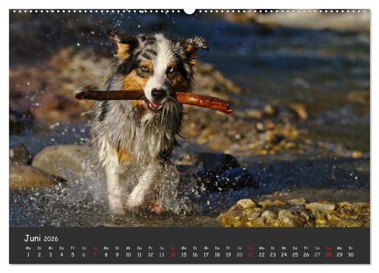 Produktbild: Australian Shepherd - Augenblicke (Wandkalender 2026 DIN A2 quer), CALVENDO Monatskalender