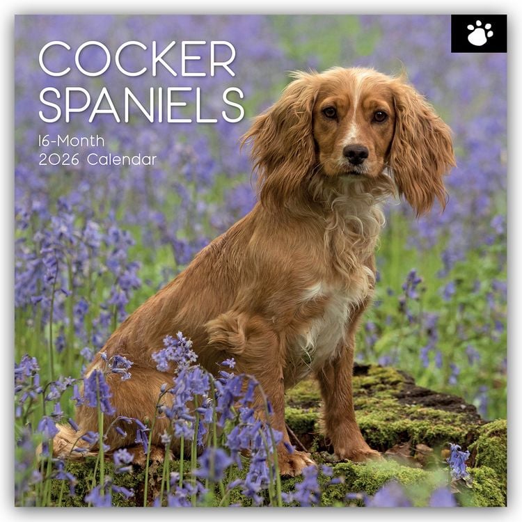 Produktbild: Cocker Spaniels 2026 – 16-Monatskalender