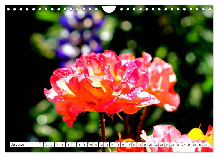Produktbild: Fascinating colours of flowers (Wall Calendar 2026 DIN A4 landscape), CALVENDO 12 Month Wall Calendar