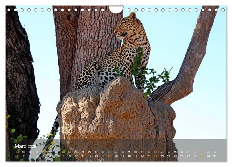 Produktbild: Botswana Wildlife (Wandkalender 2026 DIN A4 quer), CALVENDO Monatskalender