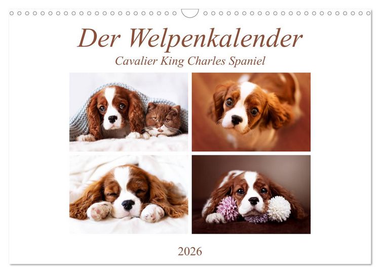 Produktbild: Der Welpenkalender - Cavalier King Charles Spaniel (Wandkalender 2026 DIN A3 quer), CALVENDO Monatskalender