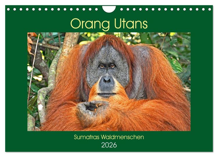 Produktbild: Orang Utans Sumatras Waldmenschen (Wandkalender 2026 DIN A4 quer), CALVENDO Monatskalender