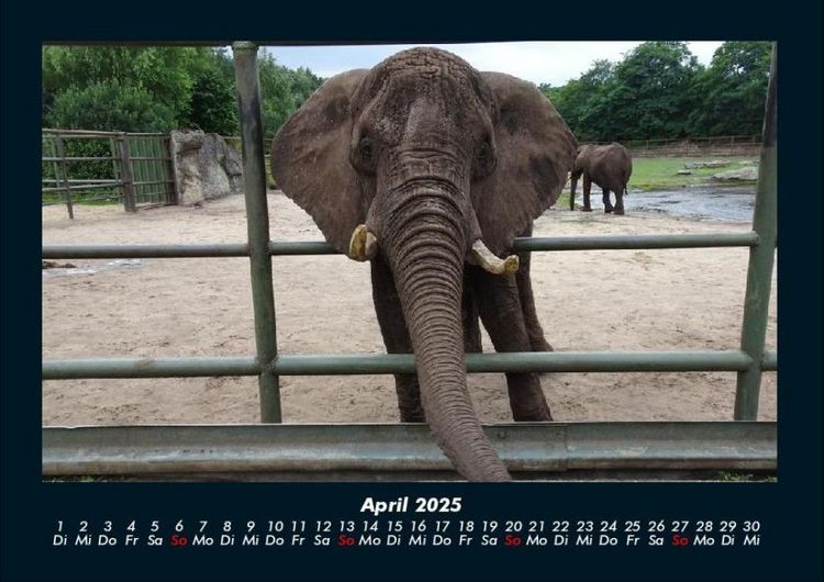 Produktbild: Der Tierkalender 2025 Fotokalender DIN A4