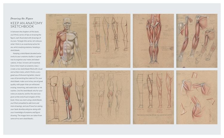 Produktbild: Basic Human Anatomy