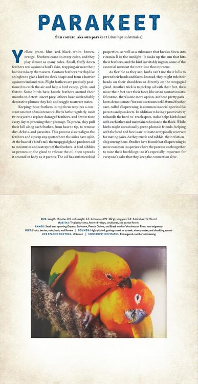 Produktbild: Birds