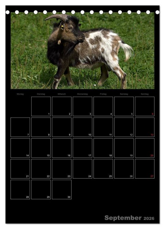 Produktbild: Zwergziegen (Tischkalender 2026 DIN A5 hoch), CALVENDO Monatskalender