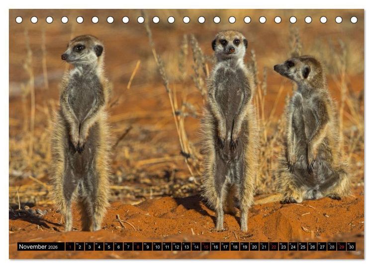 Produktbild: Safari durch das S&uuml;dliche Afrika (Tischkalender 2026 DIN A5 quer), CALVENDO Monatskalender