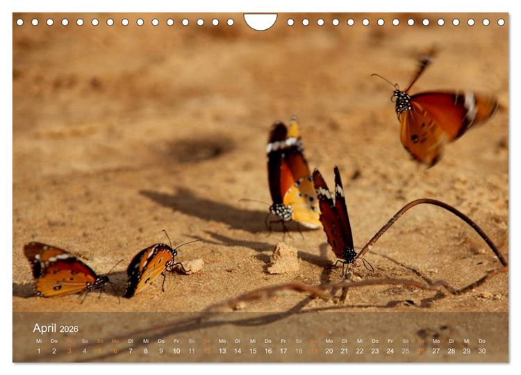 Produktbild: Botswana Wildlife (Wandkalender 2026 DIN A4 quer), CALVENDO Monatskalender