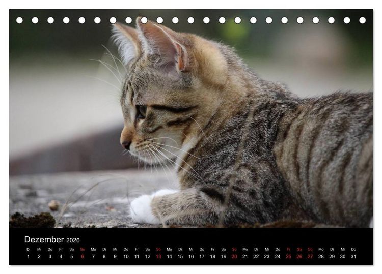Produktbild: Haustiger - Ein Katzenkalender (Tischkalender 2026 DIN A5 quer), CALVENDO Monatskalender