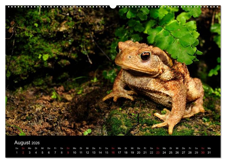 Produktbild: Fr&ouml;sche (Wandkalender 2026 DIN A2 quer), CALVENDO Monatskalender