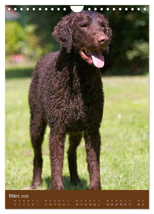 Produktbild: Curly Coated Retriever 2026 (Wandkalender 2026 DIN A4 hoch), CALVENDO Monatskalender