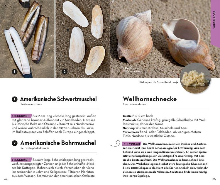 Produktbild: Basic Strand und K&uuml;ste