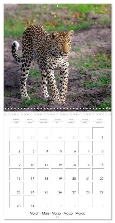 Produktbild: CATS OF AFRICA (Wall Calendar 2026 12 &times; 12 Inch) CALVENDO 12 Month Wall Calendar