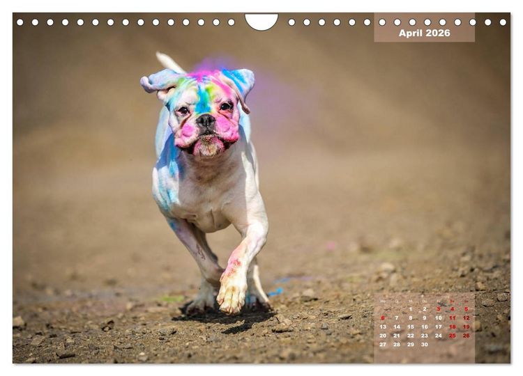 Produktbild: Typisch Boxer (Wandkalender 2026 DIN A4 quer), CALVENDO Monatskalender
