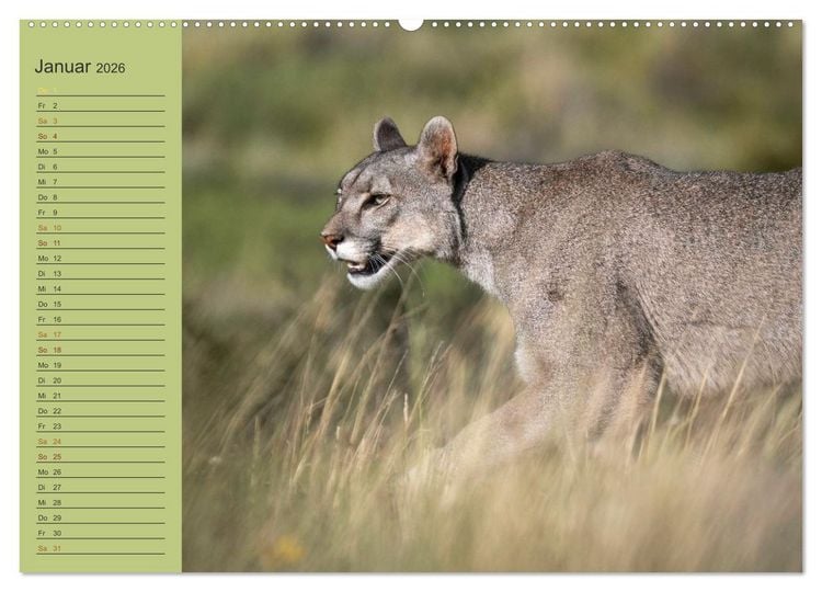 Produktbild: Wildlife S&uuml;damerika (Wandkalender 2026 DIN A2 quer), CALVENDO Monatskalender