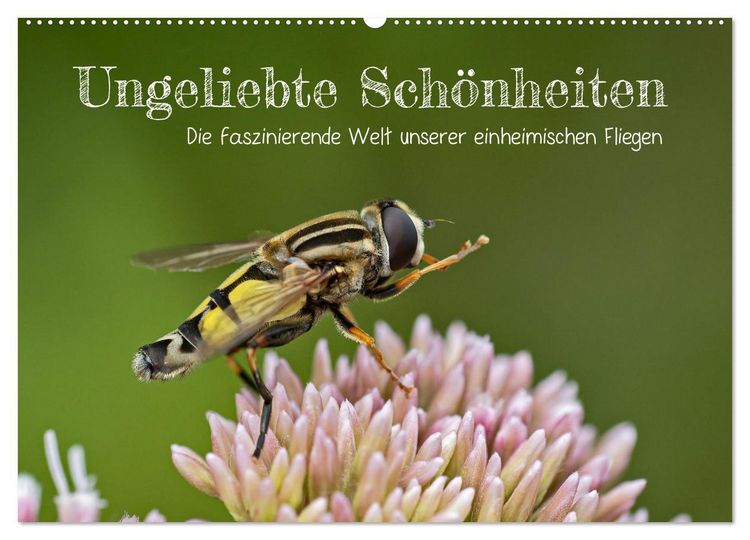 Produktbild: Ungeliebte Sch&ouml;nheiten - die faszinierende Welt unserer heimischen Fliegen (Wandkalender 2026 DIN A2 quer), CALVENDO Monatskalender