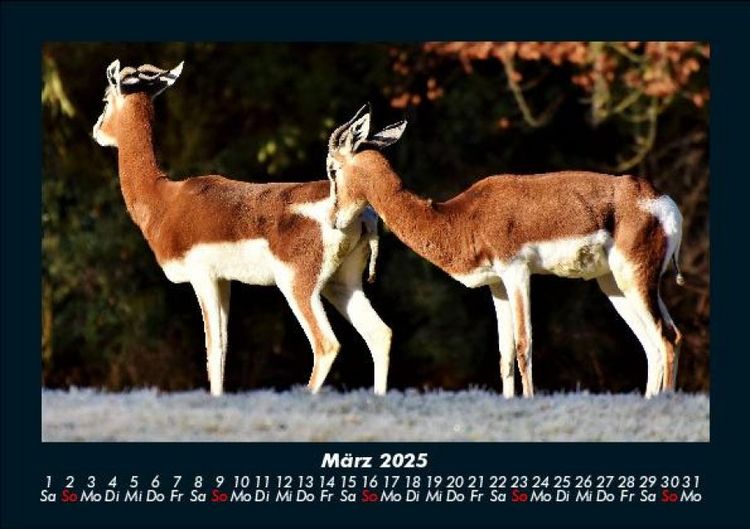 Produktbild: Tiere in der Wildnis 2025 Fotokalender DIN A5