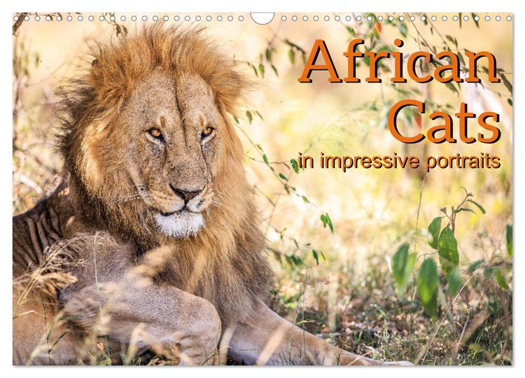 Produktbild: African Cats in impressive portraits (Wall Calendar 2026 DIN A3 landscape), CALVENDO 12 Month Wall Calendar