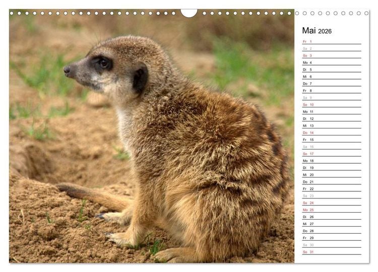 Produktbild: Erdm&auml;nnchen - Die Kobolde im Tierreich (Wandkalender 2026 DIN A3 quer), CALVENDO Monatskalender